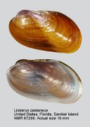 Lioberus castaneus (2)